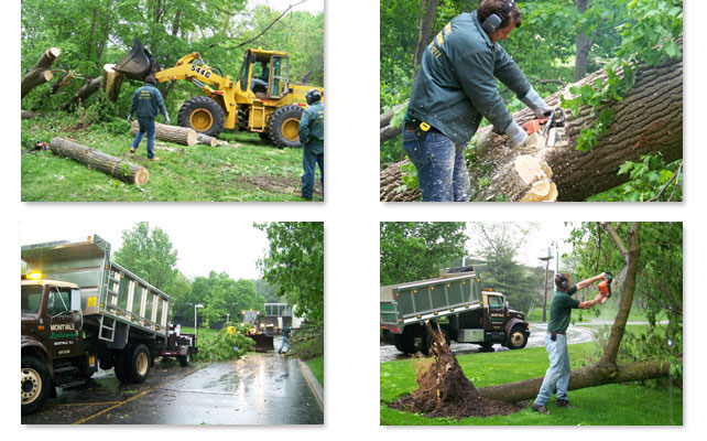 Tree Service